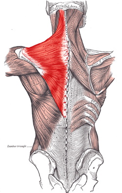 How can I reduce knots in my shoulders (trapezius muscles