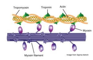 Muscle Contraction and a Really Cool Protein Called Myosin - Invictus ...