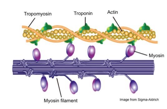 Muscle Contraction and a Really Cool Protein Called Myosin - Invictus ...