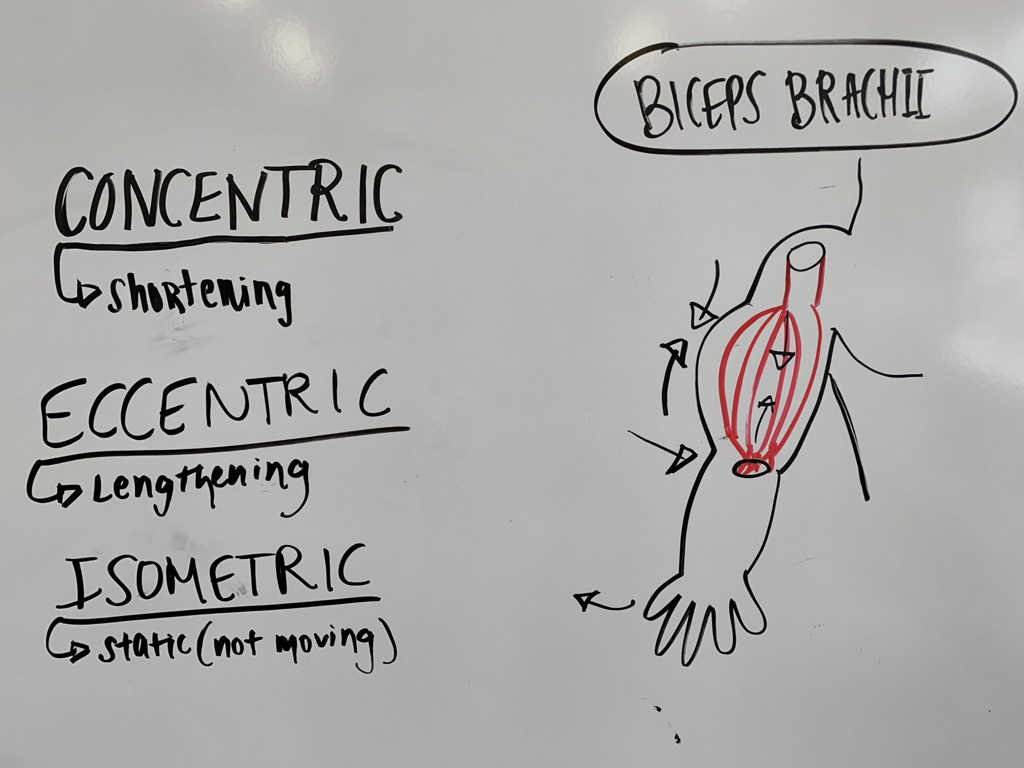 The 3 Categories Of Exercise Isometric Concentric Eccentric 